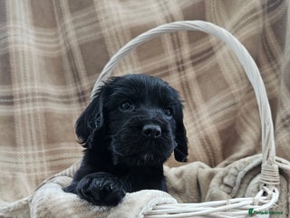 Cocker Spaniel dogs - Advert 4