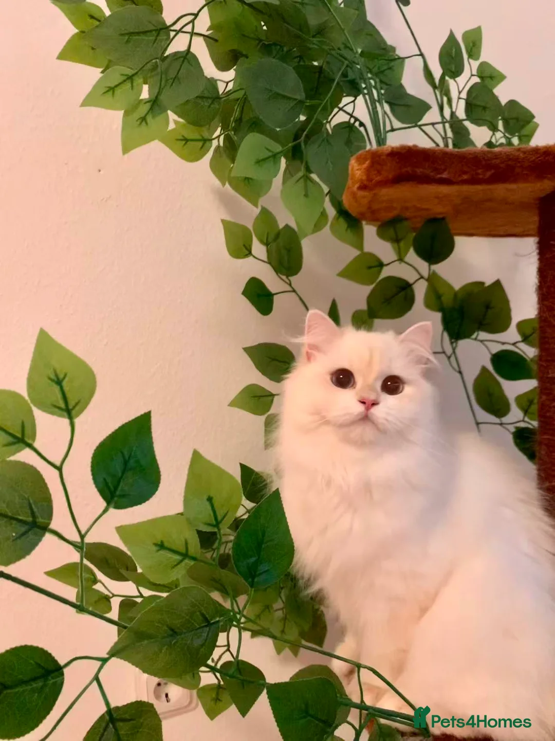 British Longhair cats for sale: Gorgeous Show-Quality Blue Golden British Longhair - Advert 26