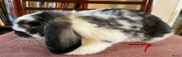 Mini Lop rabbits for sale: Lovely Mini Lop Babies - Advert 29