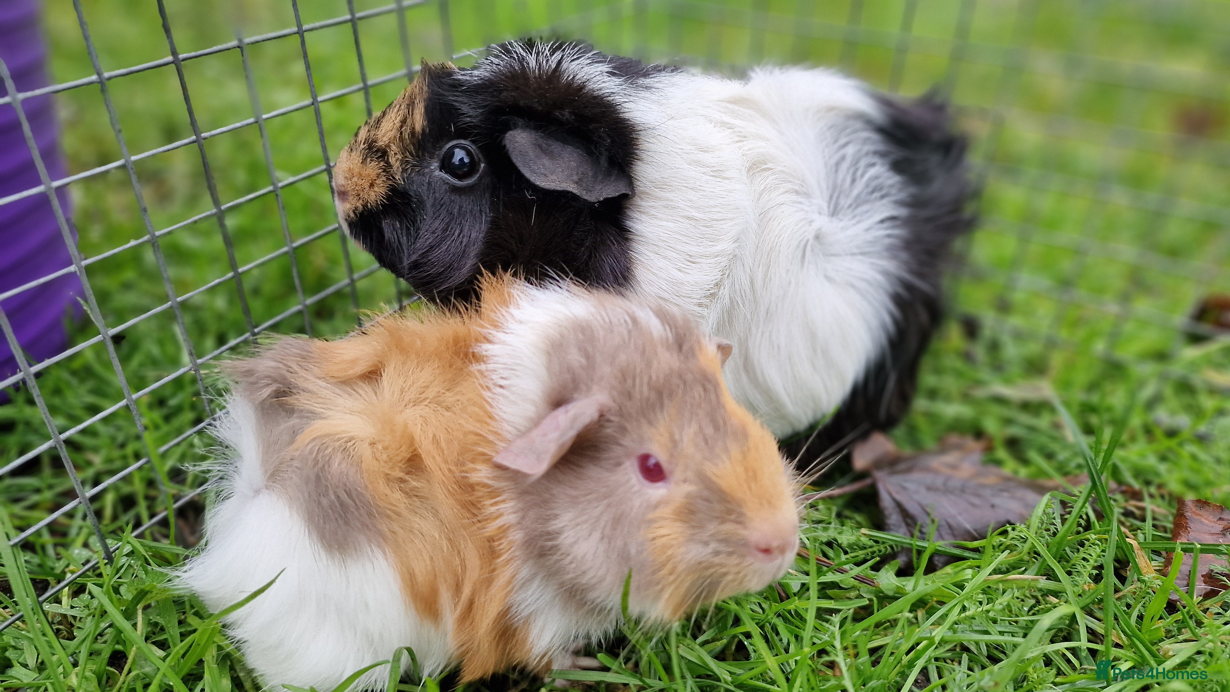 Guinea Pig rodents Female Guinea pig 7w old and mum 2y, IP3 9E - Advert 6
