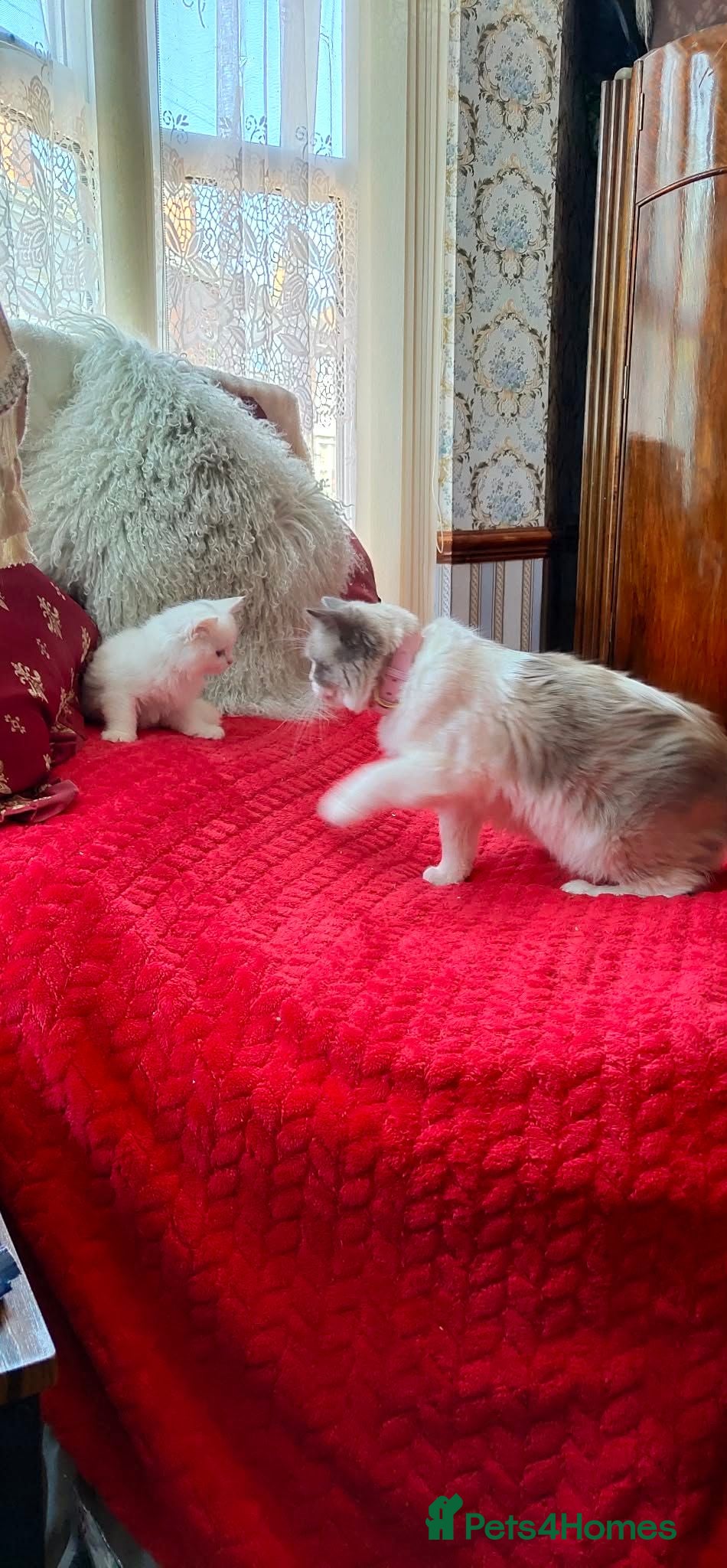 Mixed Breed cats Kitten - Advert 2