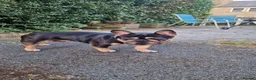 French Bulldog dogs for sale: French bulldog puppies for sale  - Advert 10