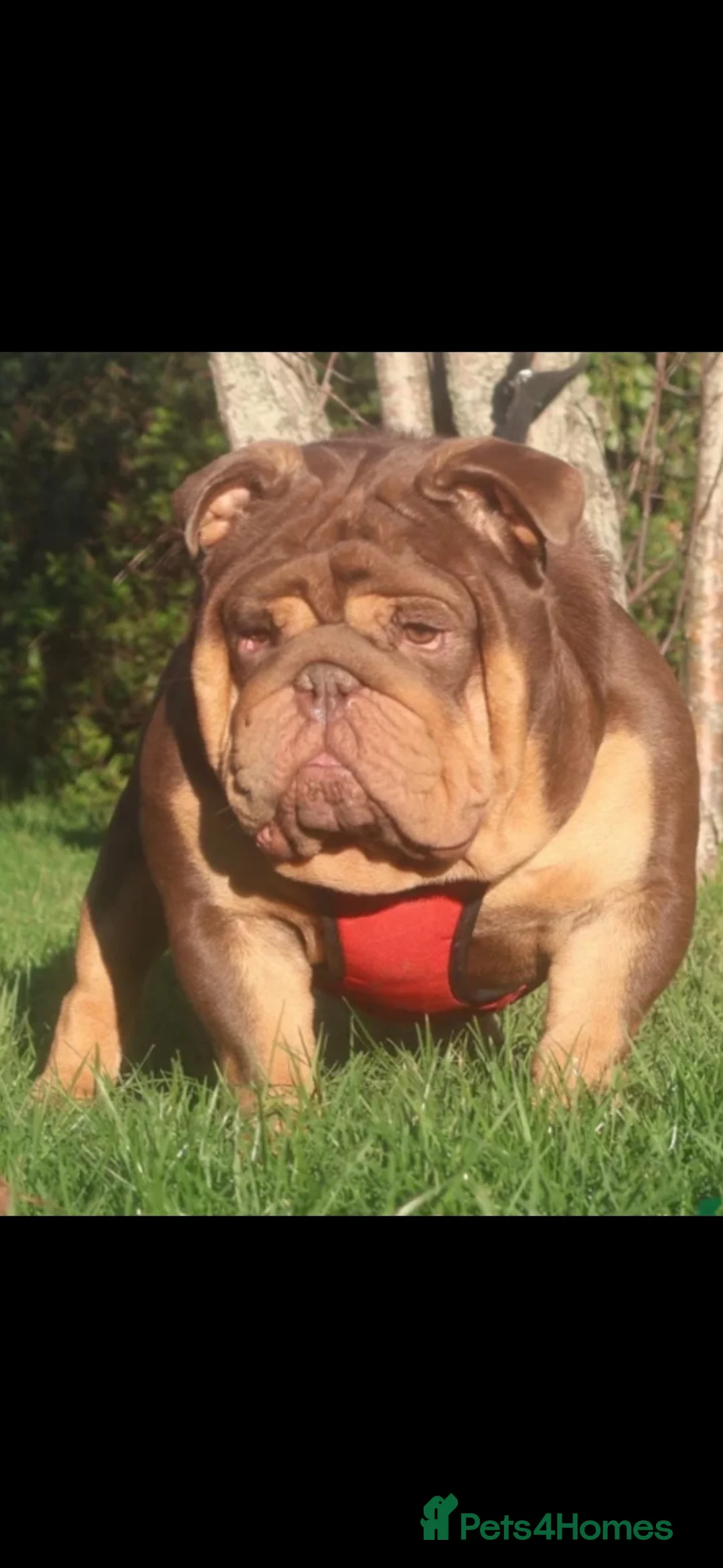 English Bulldog dogs for sale: Chocolate Merle boy outstanding bloodlines  - Advert 30