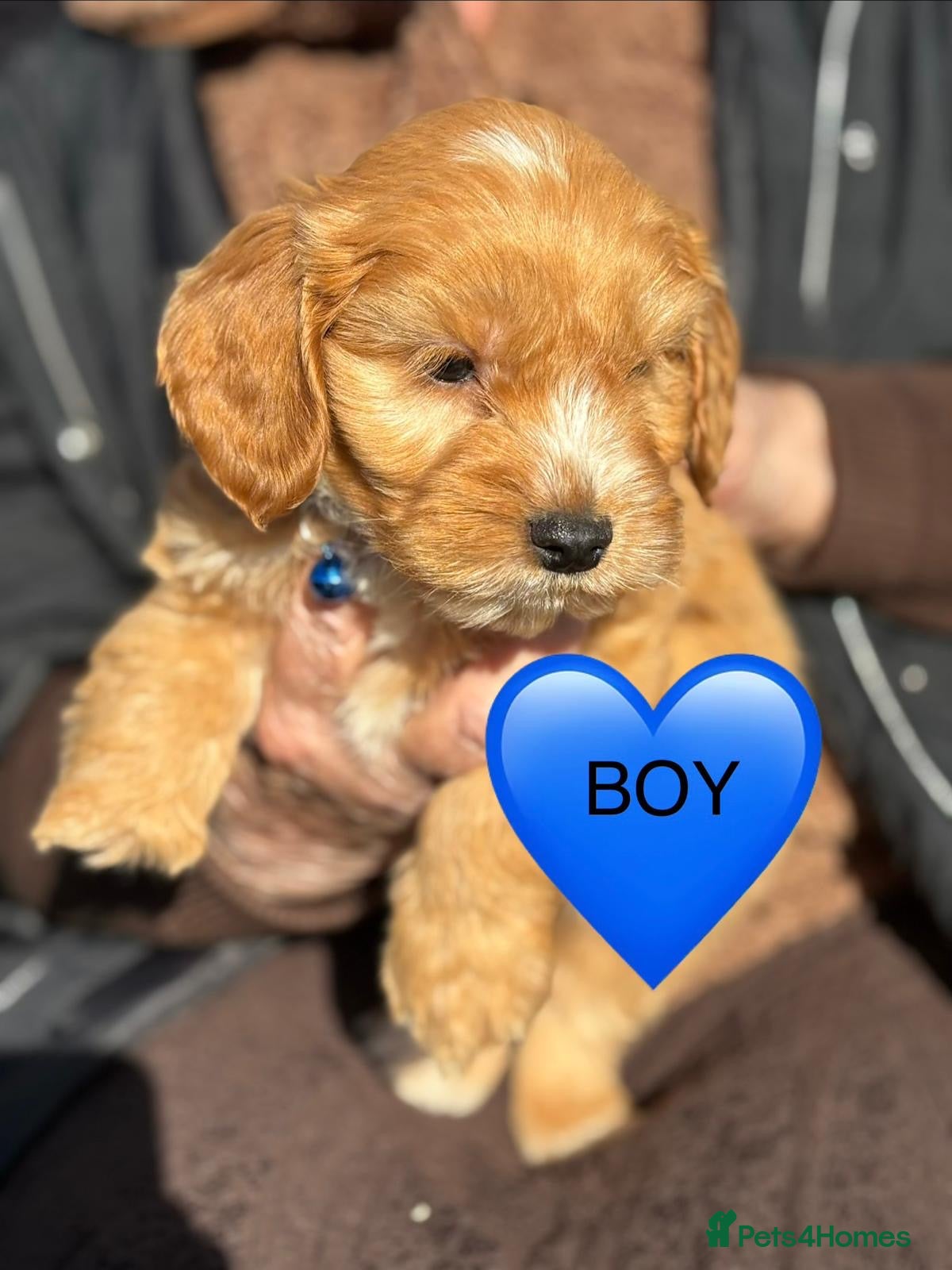 Cockapoo dogs Cockapoo puppies  in Slough - Advert 2