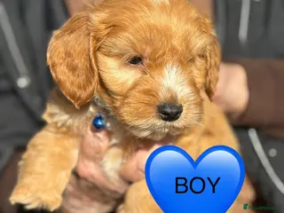 Cockapoo dogs Cockapoo puppies in Slough - Advert 1