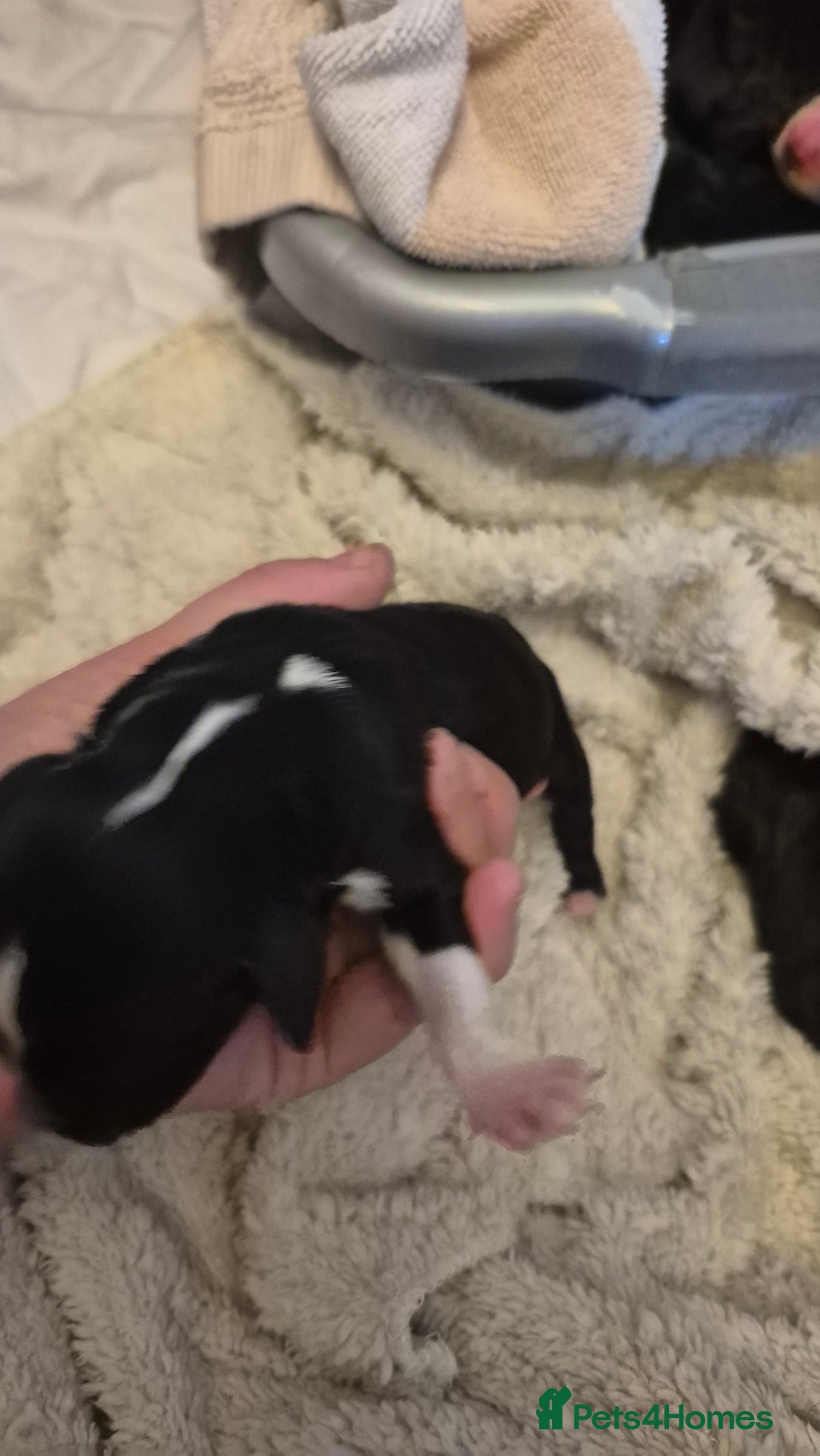 Mixed Breed dogs for sale: OES/ Golden Oldie Cross - Image 3