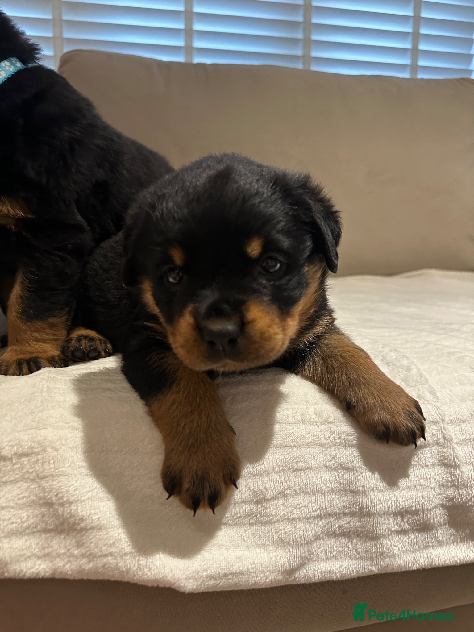 Rottweiler dogs OUTSTANDING QUALITY GERMAN ROTTWEILER PUPPIES  - Advert 1