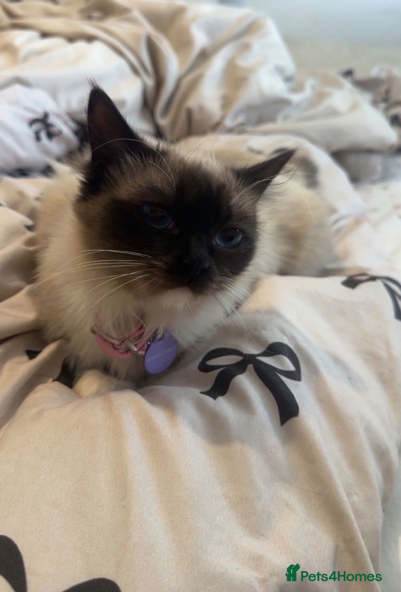 Ragdoll cats Female ragdoll for sale - Advert 6