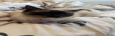 Ragdoll 