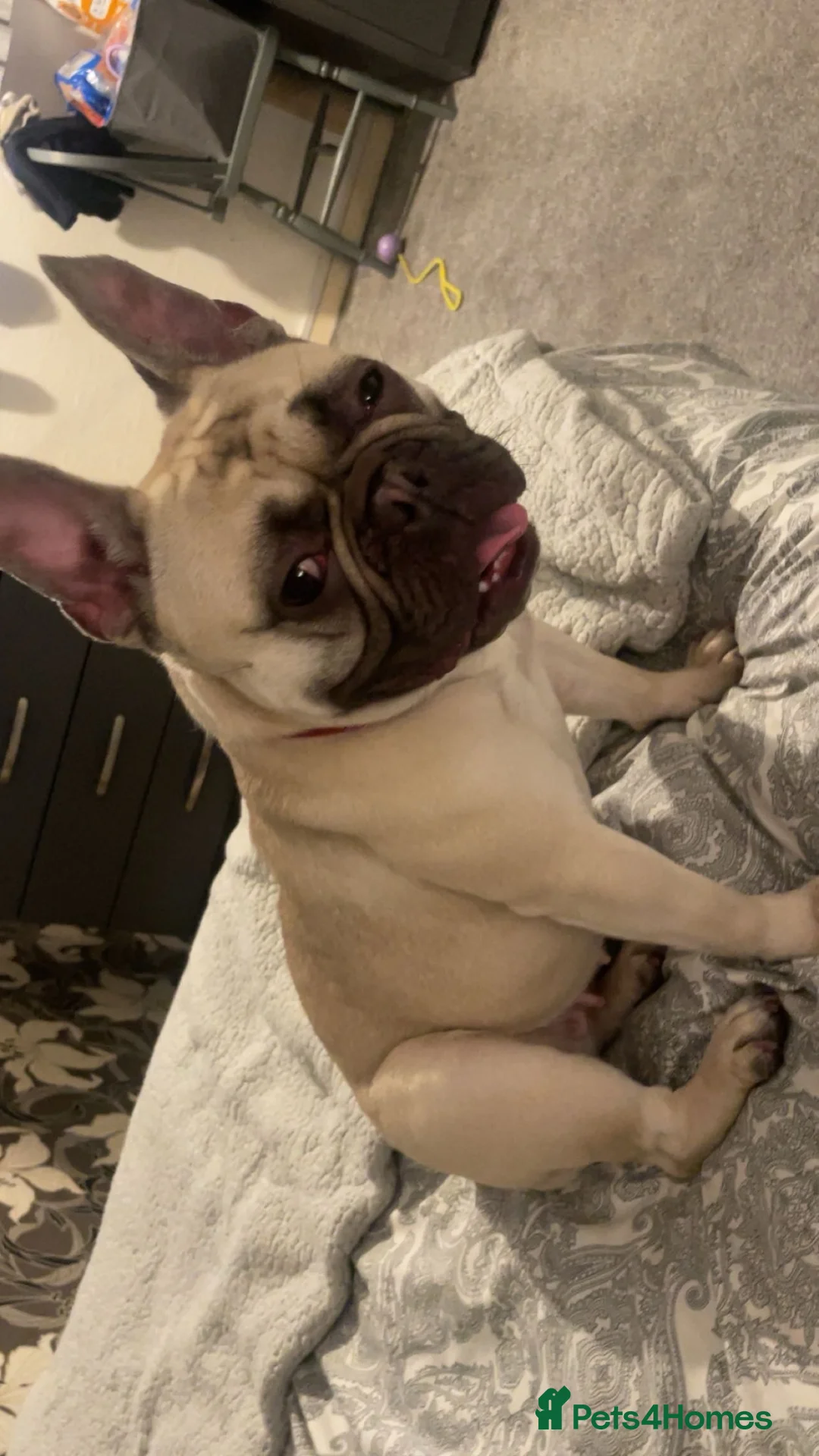 French Bulldog dogs for sale: Frechie by called gigi in Birmingham - Advert 1