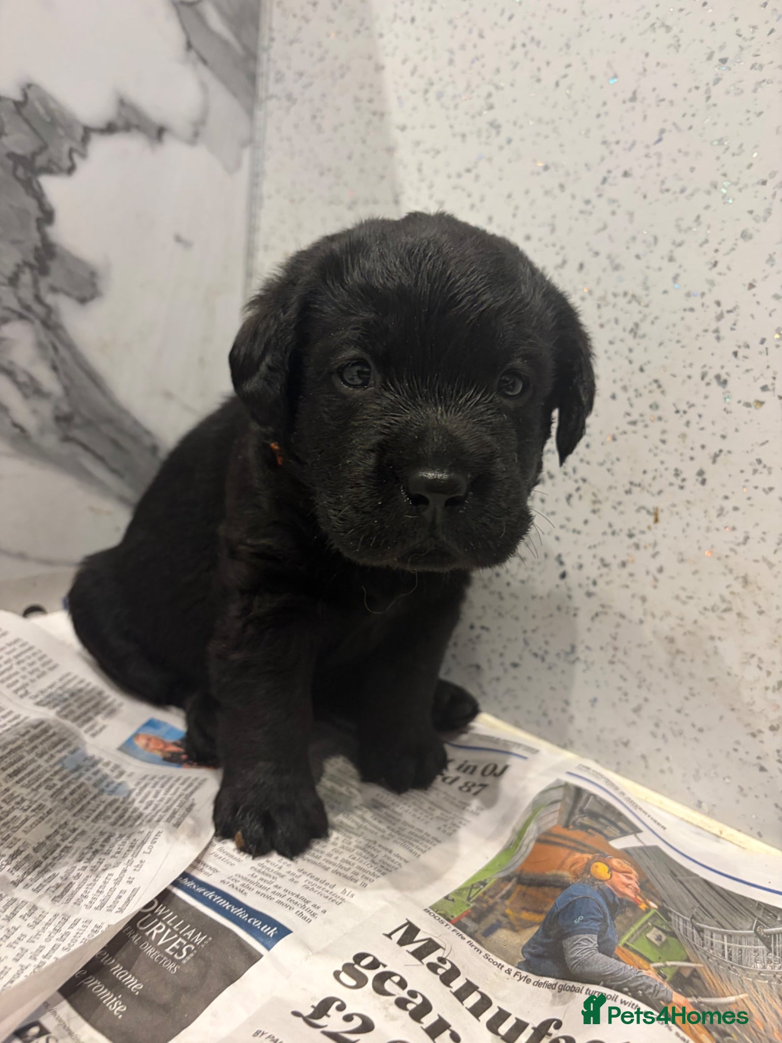 Labrador Retriever dogs KC registered Show Labrador puppies for sale  - Advert 11