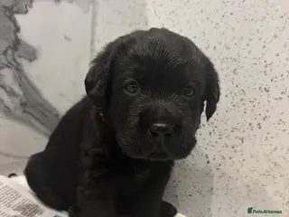 Labrador Retriever dogs KC registered Show Labrador puppies for sale - Advert 11