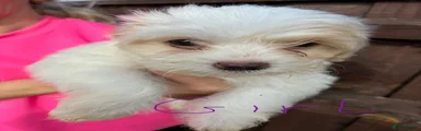 Maltipoo 5