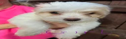 Maltipoo dogs for sale: Maltipoo puppies  - Advert 17