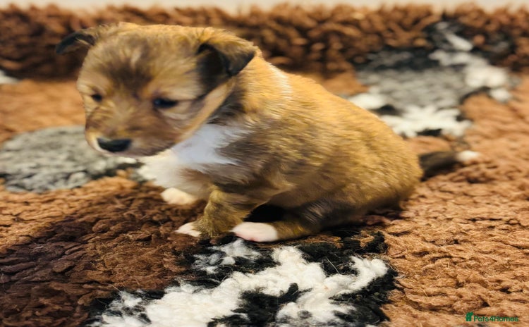 Shetland Sheepdog dogs Pretty sable Shetland sheepdog girl puppy  - Advert 1