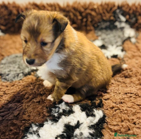 Shetland Sheepdog dogs Pretty sable Shetland sheepdog girl puppy - Advert 3