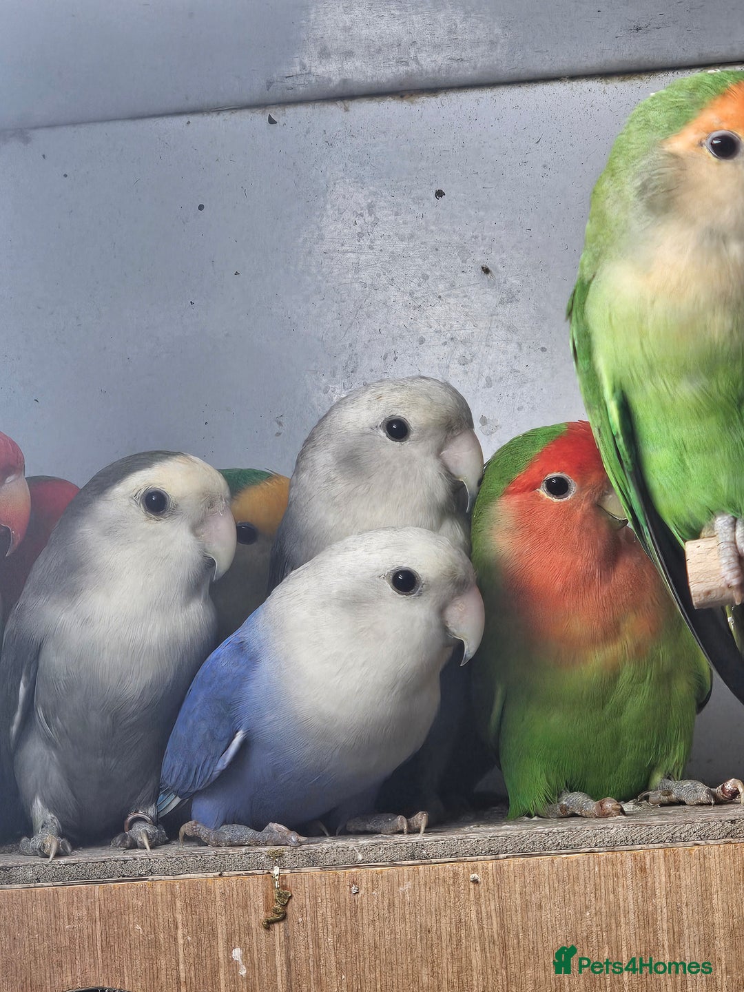 Lovebirds birds for sale: Mixed lovebirds - Advert 2