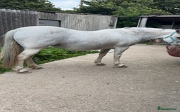 Other Breed horses for sale: Cob x Arab  - Image 3