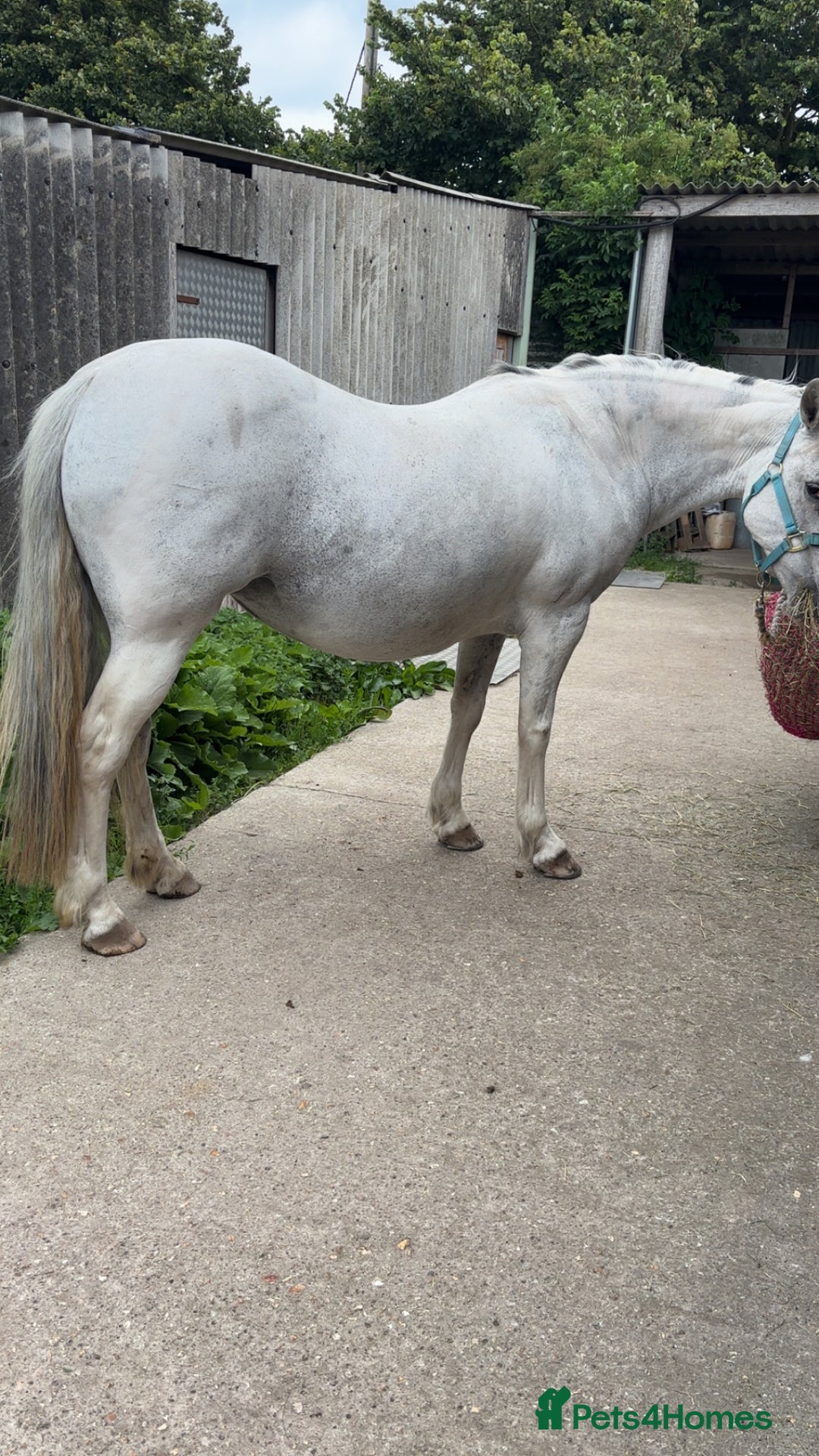 Other Breed horses for sale: Cob x Arab  - Image 3