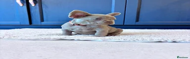 French Bulldog 1