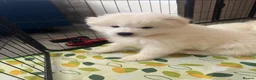 Samoyed dogs for sale: 🐾puppies are ready for new happy homes🐾 - Advert 33
