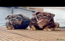 English Bulldog dogs for sale: World class bulldogs  - Image 1