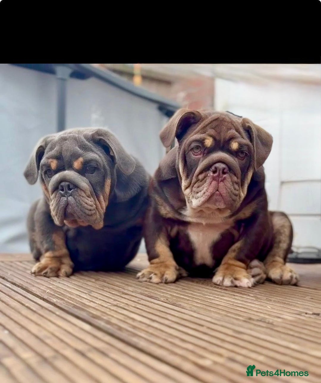 English Bulldog dogs for sale: World class bulldogs  - Image 1