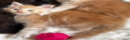 Maine Coon cats for sale: 🐾 GCCF Maine Coon Kittens 3 Red Smoke Black Boys - Advert 6