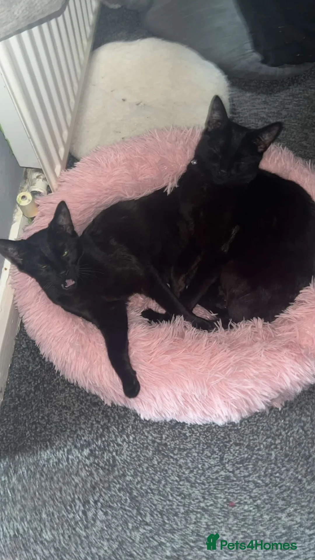Mixed Breed cats for sale: 2 year old female cat called Lola  - Advert 5