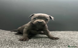 Staffordshire Bull Terrier dogs for sale: KC reg blue staffordshire bull terrier - Image 8
