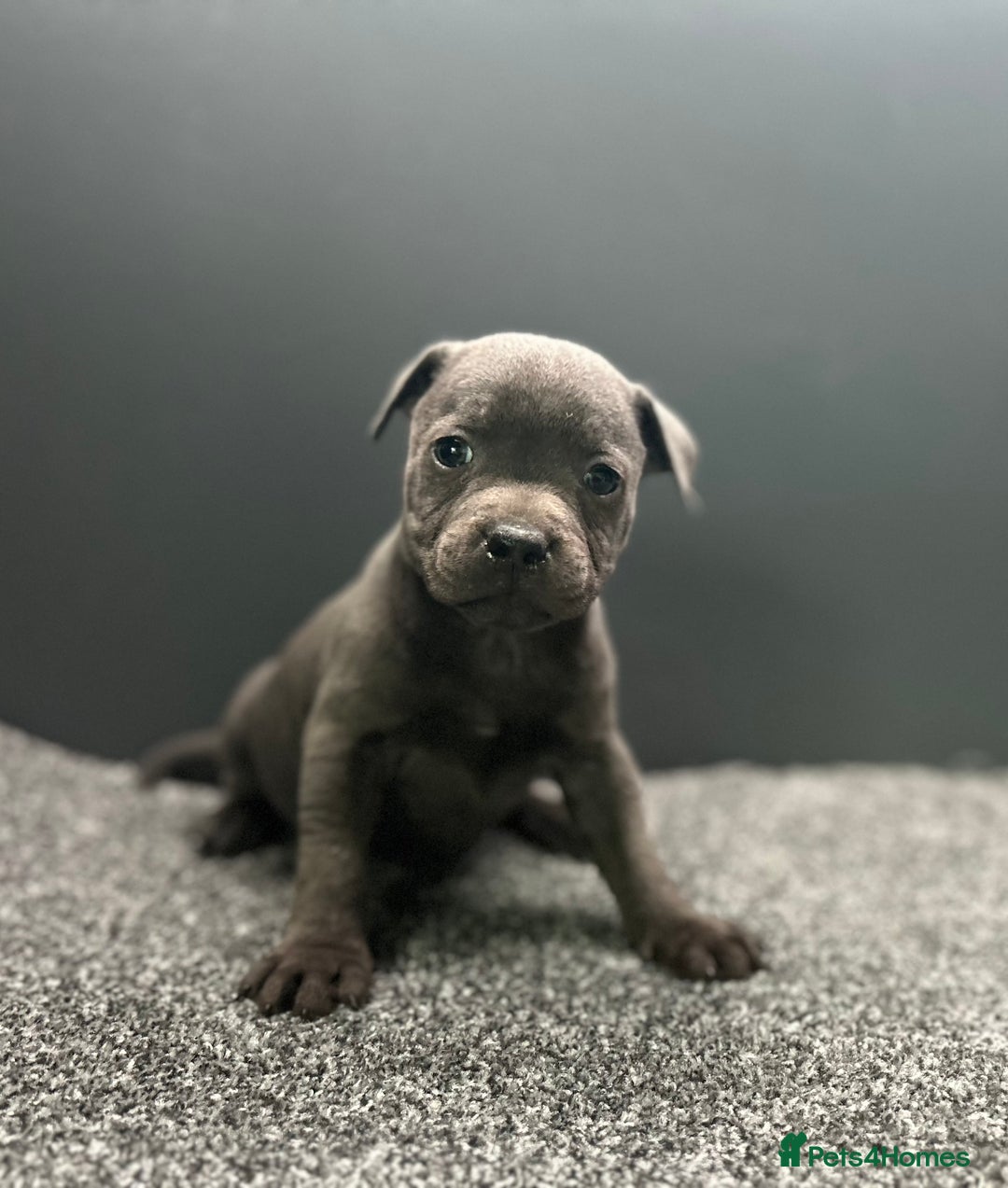 Staffordshire Bull Terrier dogs for sale: KC reg blue staffordshire bull terrier - Image 8