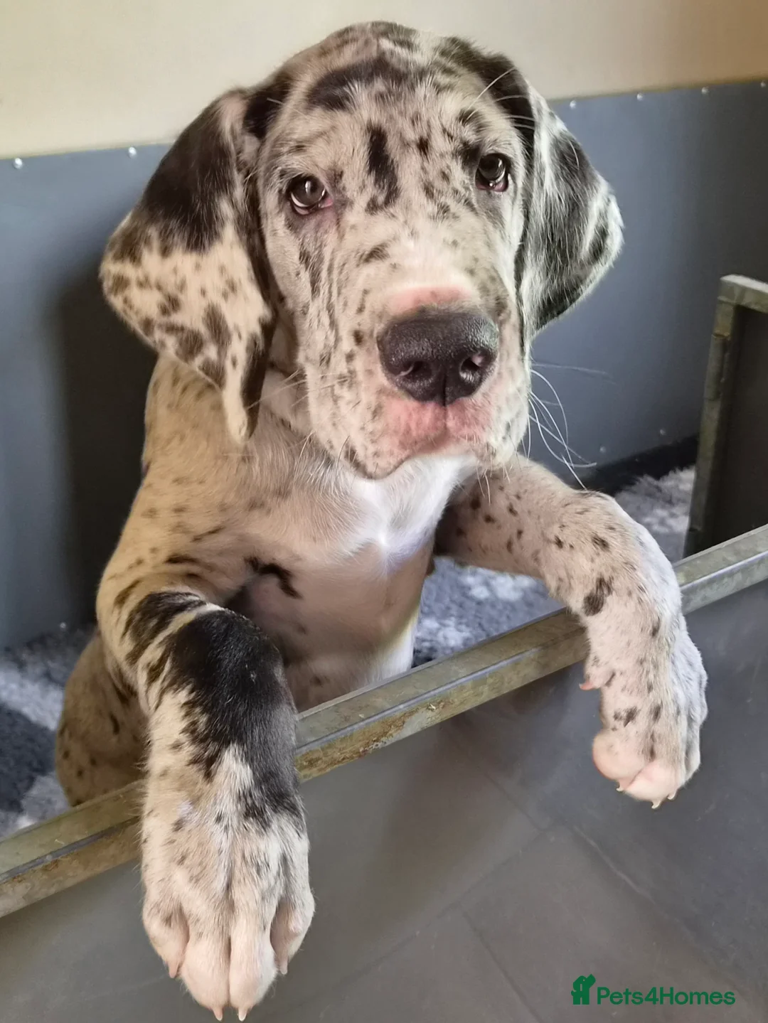 Great Dane dogs for sale: KC REG. READY NOW, FULLY VACCINATED  - Advert 2