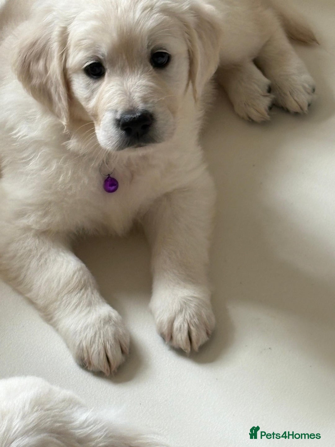 Golden Retriever dogs for sale: Golden Retrievers, Stunning Litter , Certificates  - Advert 18