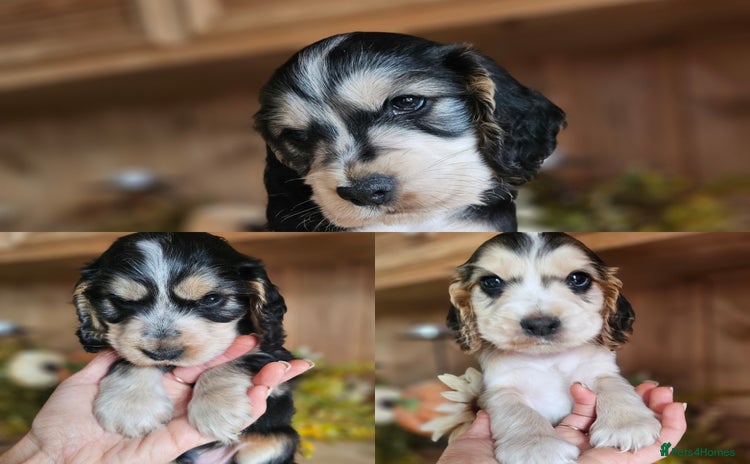 Cocker Spaniel dogs - Advert 1