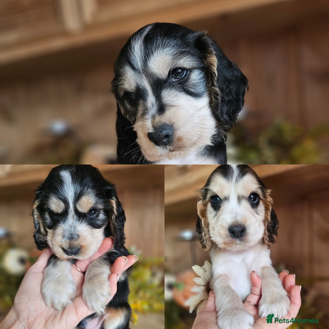 Cocker Spaniel dogs for sale: KC show cocker spaniel puppies - Image 3