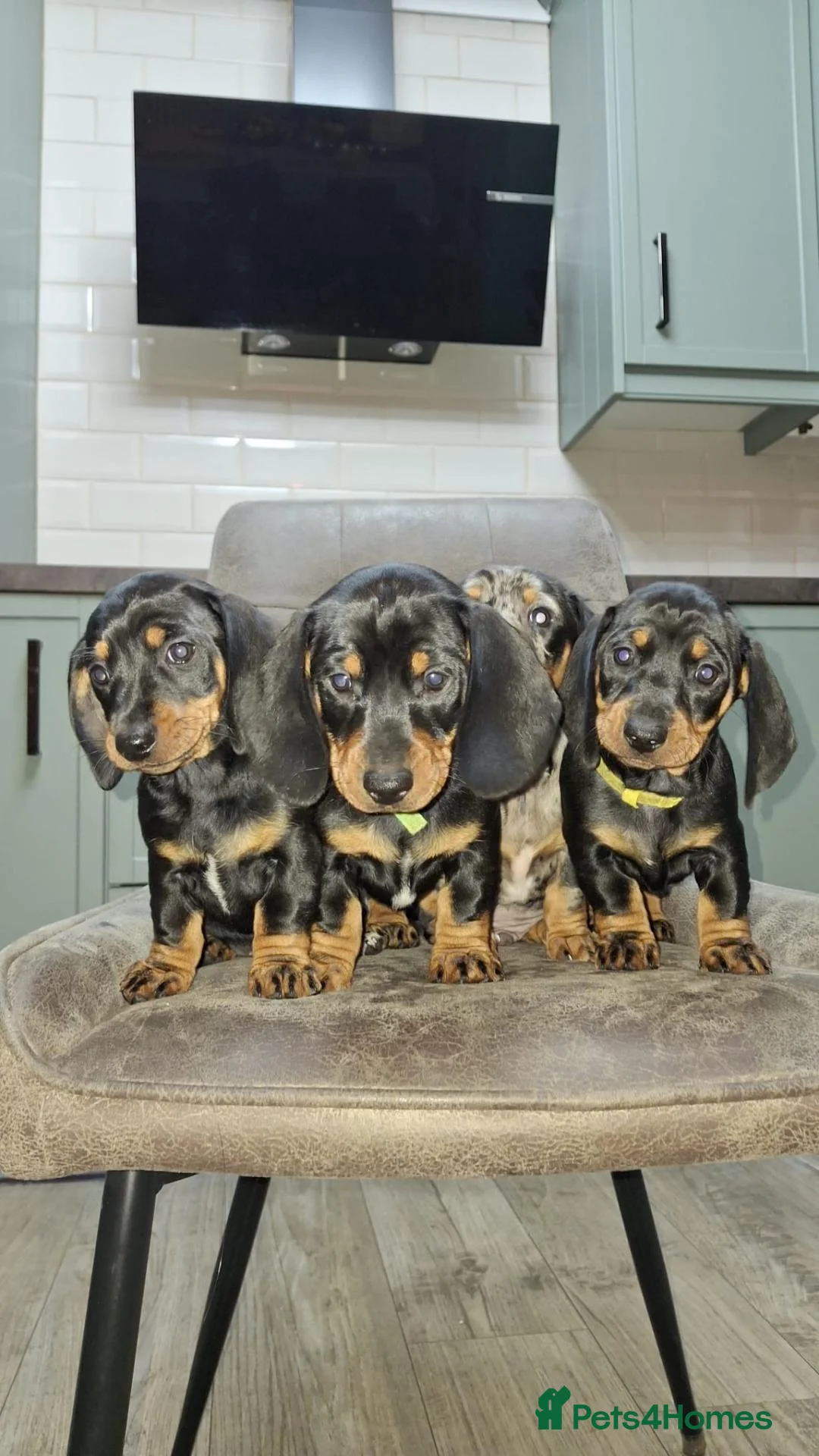 Dachshund dogs for sale: Dachshund puppies  - Advert 20