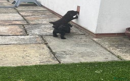 Cockapoo dogs for sale: F1 cockapoo puppies registered breeder - Image 12