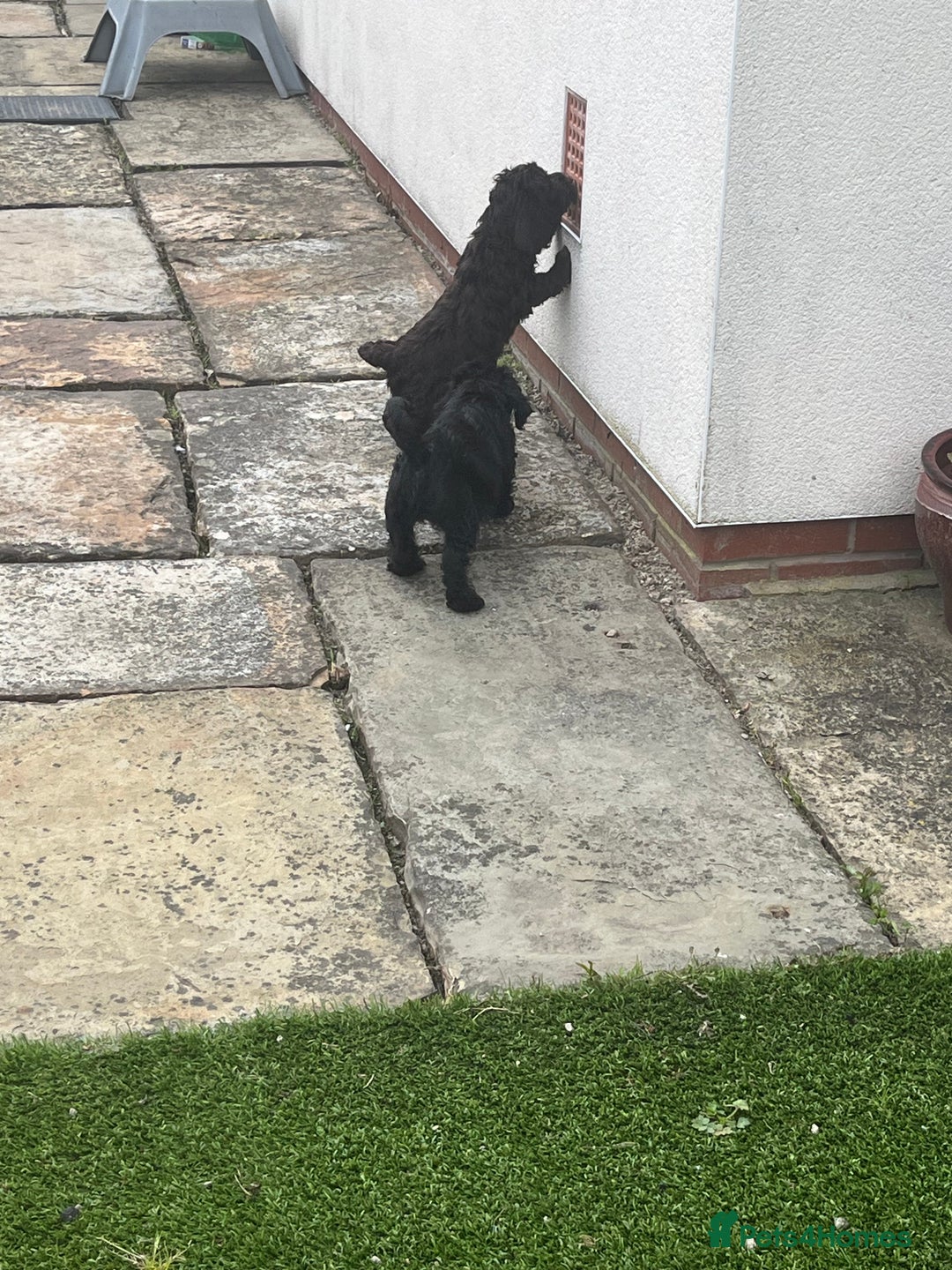 Cockapoo dogs for sale: F1 cockapoo puppies registered breeder - Image 12