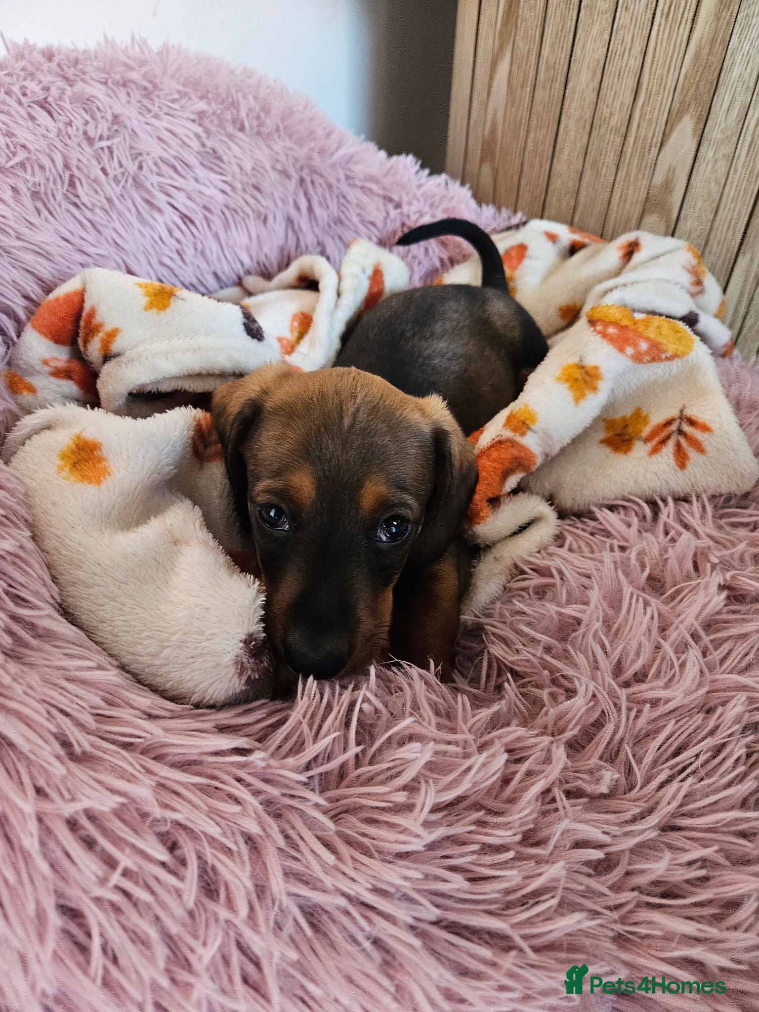 Dachshund dogs Beautiful Wild Boar Kaninchen Dachshund - Advert 2