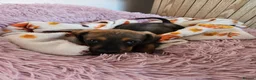 Dachshund dogs for sale: Beautiful Wild Boar Kaninchen Dachshund in Colchester - Advert 1