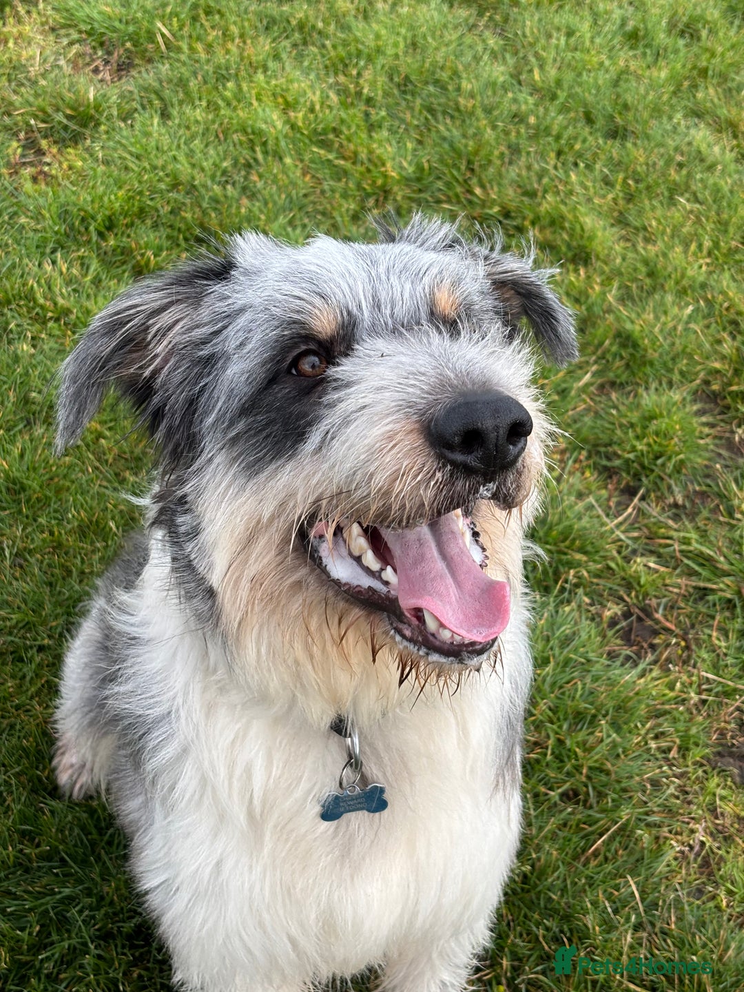 Border Collie dogs for sale: Border collie rehoming  - Image 1