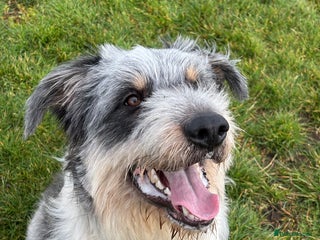 Border Collie dogs - Advert 6