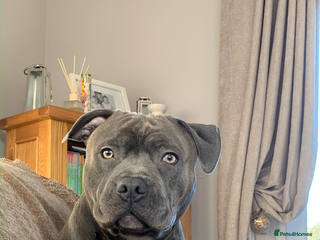 Staffordshire Bull Terrier dogs KC PROVEN Blue Staffordshire Bull Terrier for STUD in Wakefield - Advert 12