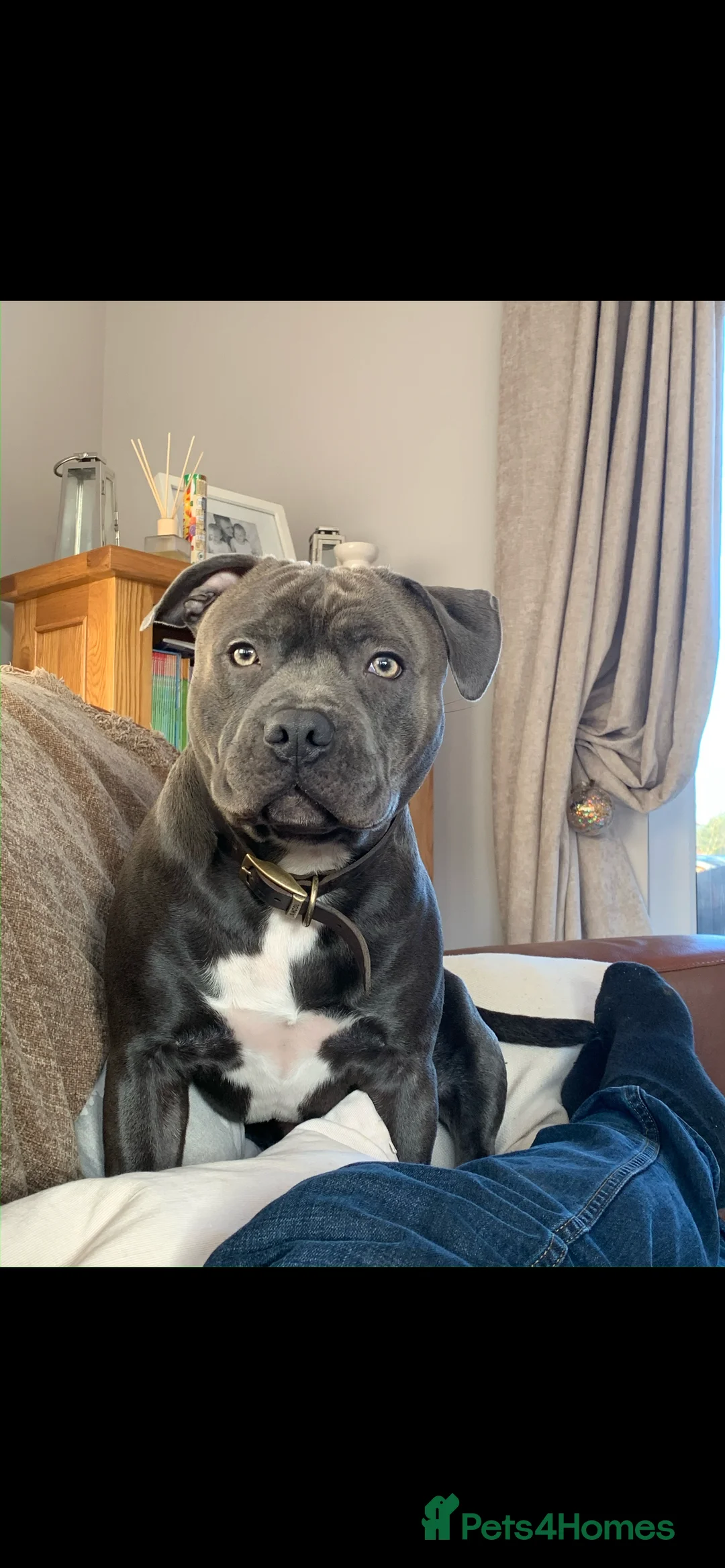 Staffordshire Bull Terrier dogs for stud: KC PROVEN Blue Staffordshire Bull Terrier for STUD in Wakefield - Advert 1