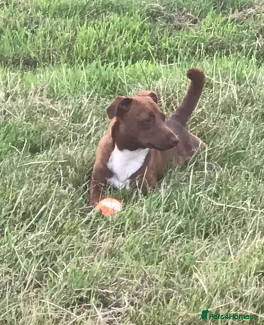 Mixed Breed dogs for sale: Beautiful Jackdachs  - Advert 2