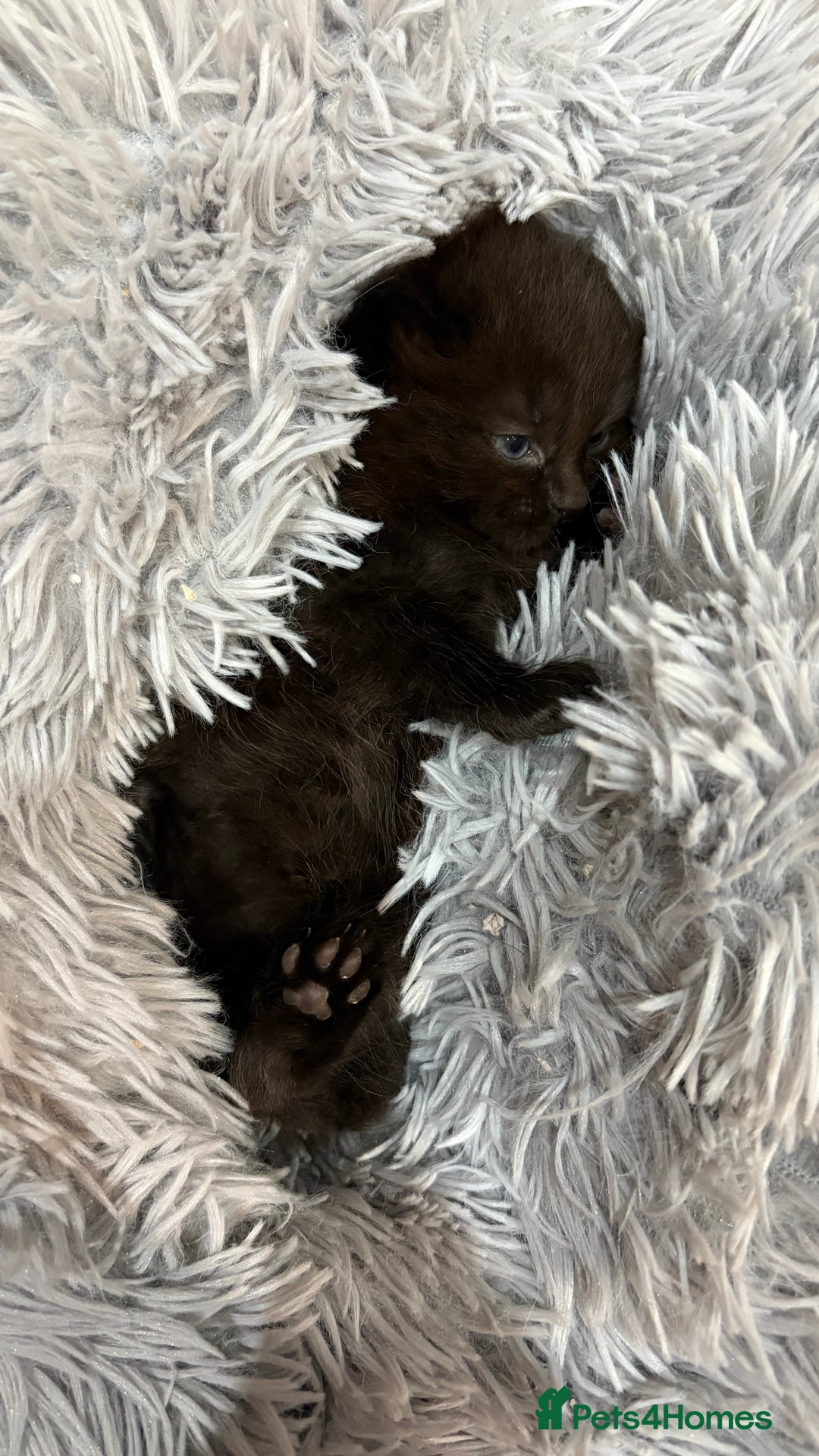 Ragdoll cats for sale: Ragdoll dad Persian cross mum - Image 6