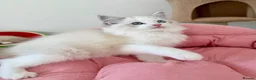 Ragdoll cats for sale: ✨ Exceptional Ragdoll Kittens Ready to leave ✨ - Advert 13