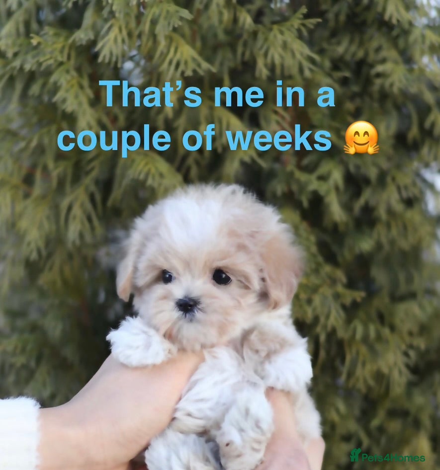 Maltipoo dogs 3 Maltipoo Puppies Left–Nela’s Final Litter 🐾 - Advert 7