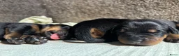 Mixed Breed dogs for sale: Rottweiler x puppys  - Advert 5