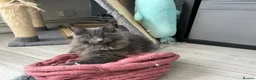 Maine Coon cats for sale: Maine Coon Kittens – 4 Available !!! - Advert 36